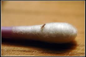 Small louse on tip of q-tip